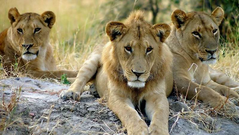 Safari in South Africa | Find Safari Travel at NYATI Safari | Book now